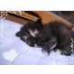 Perser mit Nase - Katze