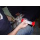 Perser mit Nase - Katze
