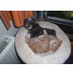 Perser mit Nase - Katze
