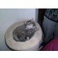 Perser mit Nase - Katze