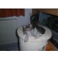 Perser mit Nase - Katze