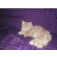 Perser mit Nase - Katze