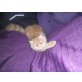 Perser mit Nase - Katze