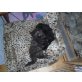 Perser mit Nase - Katze