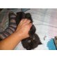 Perser mit Nase - Katze