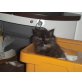 Perser mit Nase - Katze