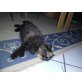 Perser mit Nase - Katze