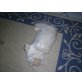 Perser mit Nase - Katze