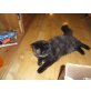 Perser mit Nase - Katze