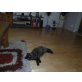 Perser mit Nase - Katze