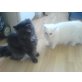 Perser mit Nase - Katze