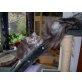 Perser mit Nase - Katze
