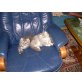 Perser mit Nase - Katze