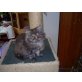 Perser mit Nase - Katze