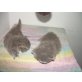 Perser mit Nase - Katze