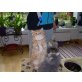 Perser mit Nase - Katze