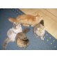 Perser mit Nase - Katze