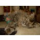 Perser mit Nase - Katze