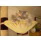 Perser mit Nase - Katze