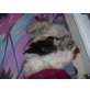 Perser mit Nase - Katze