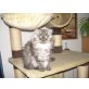 Perser mit Nase - Katze