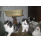Perser mit Nase - Katze