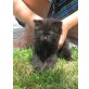 Perser mit Nase - Katze