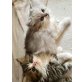Perser mit Nase - Katze