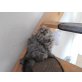 Perser mit Nase - Katze