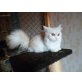 Perser mit Nase - Katze