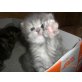 Perser mit Nase, Perser - Katze
