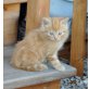 Perser-mix - Kater