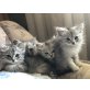 Perser mix  katzen u. - Kater