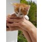 Perser u Hauskatze - Kater