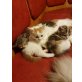 Perser u Hauskatze - Kater