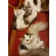 Perser u Hauskatze - Katze
