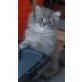 Perser u. hl. Birma - Kater