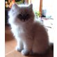 Perser und Birma - Kater