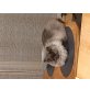 Perser und Ekh - Katze