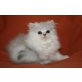 Perser- und Exotic Katerchen, Perser mit Nase - Kater