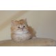 Perser und Exotic Kitten, Perser - Kater