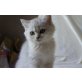 Perser und Exotic, Perser Silber - Katze