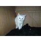-, Perser und Hauskater - Kater