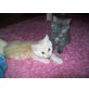 Perser und Hauskatze - Kater