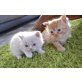 Perser und Hauskatze - Kater