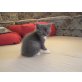 Perser und Hauskatze - Kater