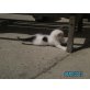 Perser und Hauskatze - Kater