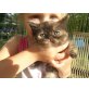 Perser und Hauskatze - Katze