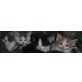 Perser und Hauskatze - Katze