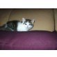 Perser und Kater - Katze